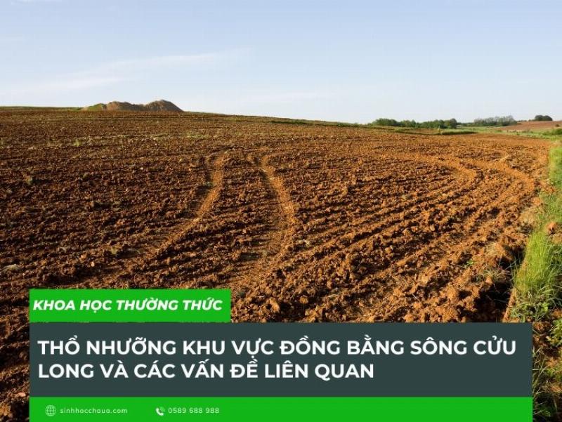 Ruong dong xanh muot tai vung dat phu sa dong bang song cuu long
